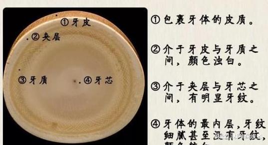 象牙有什么用?多重用途与珍贵价值解析