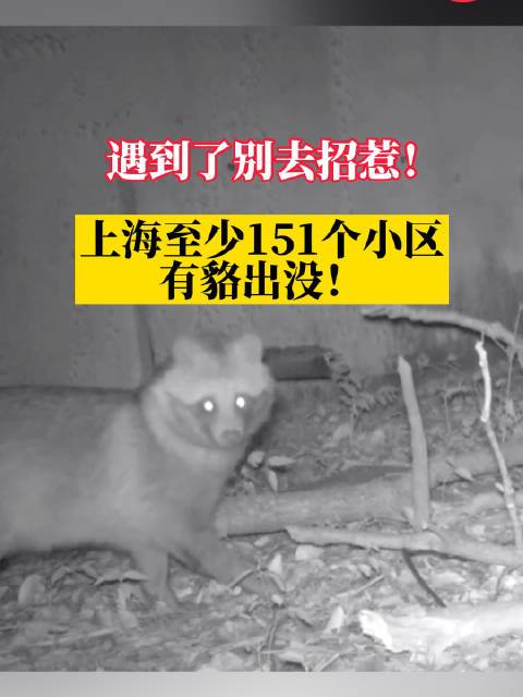 上海多个小区频现貉，国家二级保护动物入侵居民区