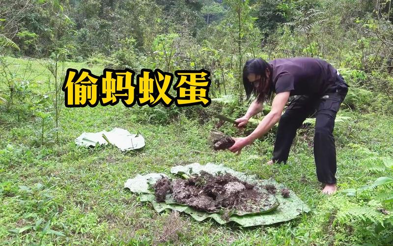 蚂蚁偷蛋糕怎么防止?这些方法简单又有效!