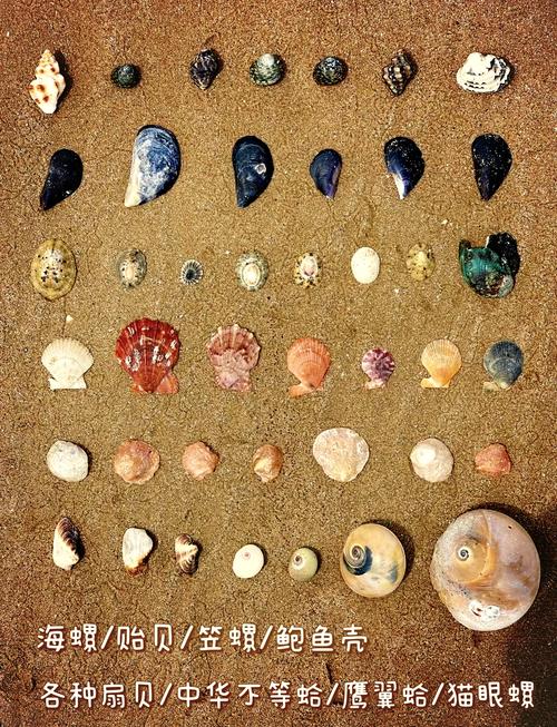炫舞贝壳在哪里找?快速获取贝壳的秘籍分享!