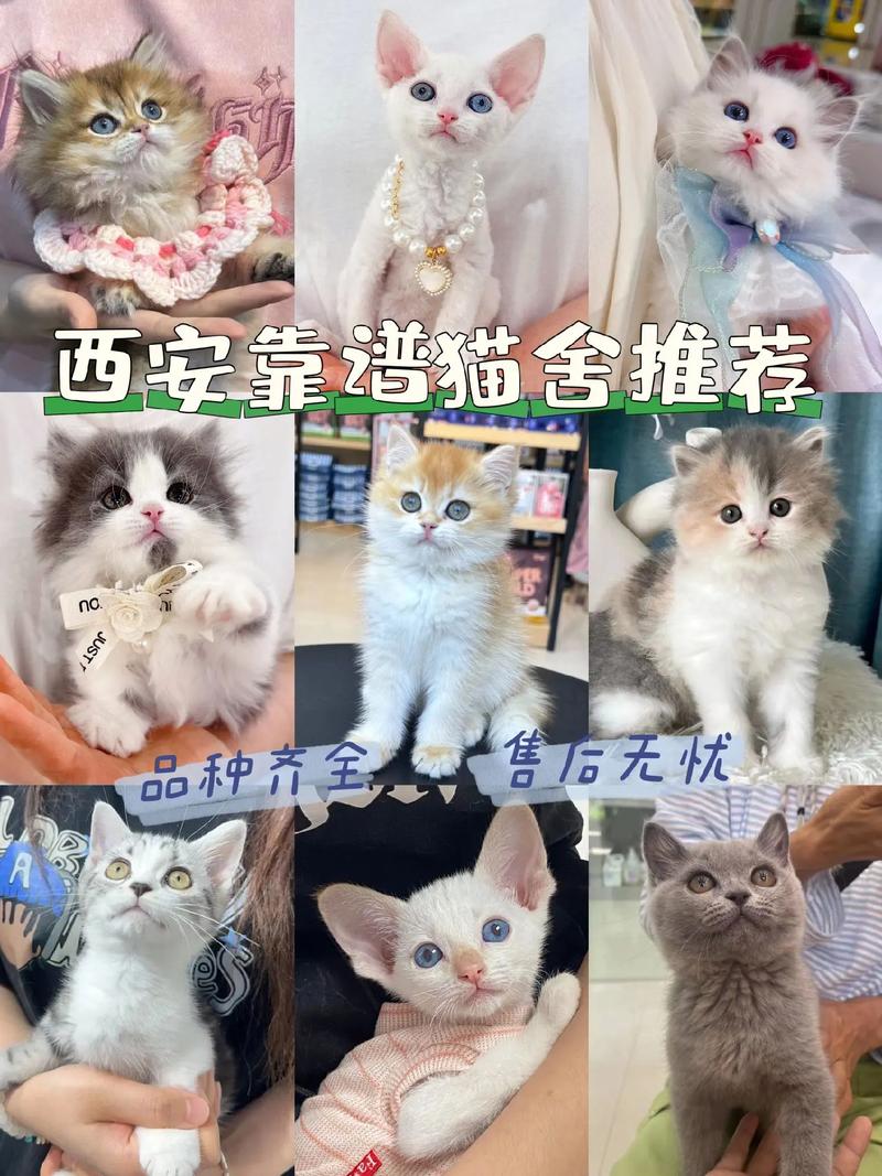 猫咪破永久vip哪里能找到?分享几个靠谱途径!
