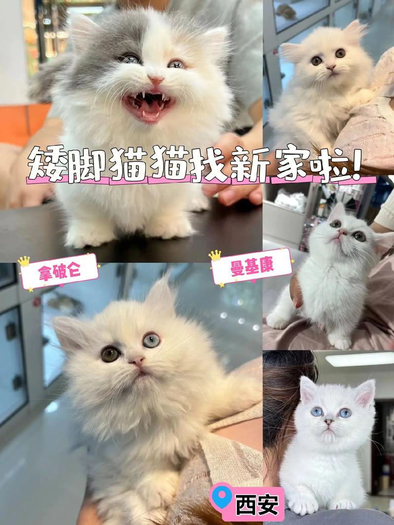 猫咪破永久vip哪里能找到?分享几个靠谱途径!