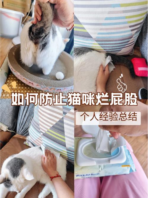 猫咪破永久vip哪里能找到?分享几个靠谱途径!