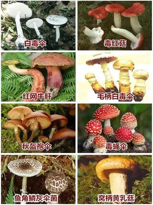 想知道营地创作菌的武器？这篇文章让你全了解！